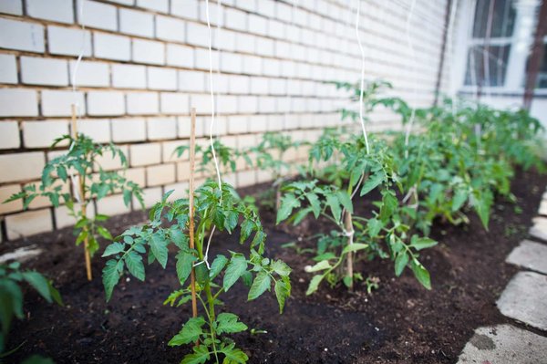 Pourquoi suivre une formation en permaculture à Genève pour construire un potager ?
