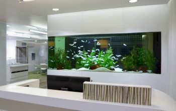 Aquarium design