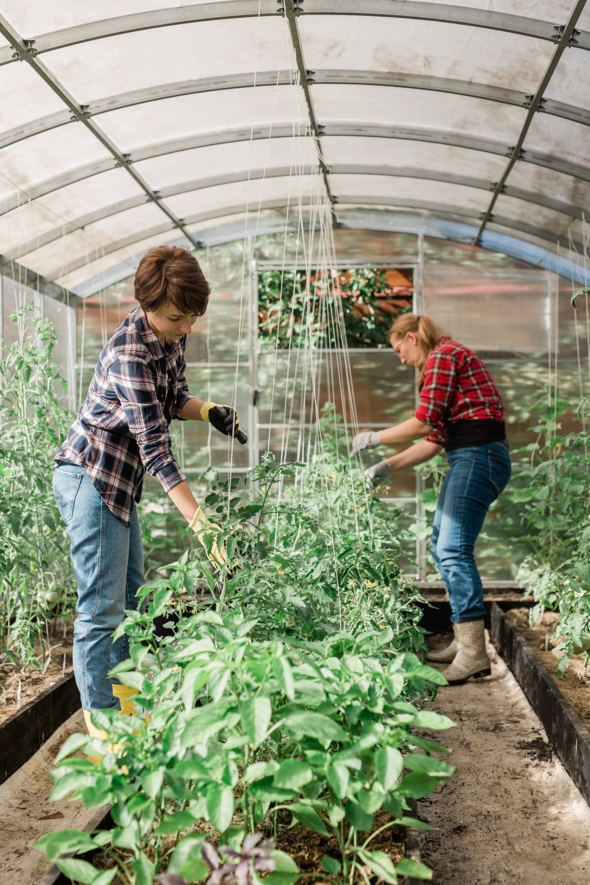 Serre de jardin française à petit prix : Garantie de qualité et d’économie