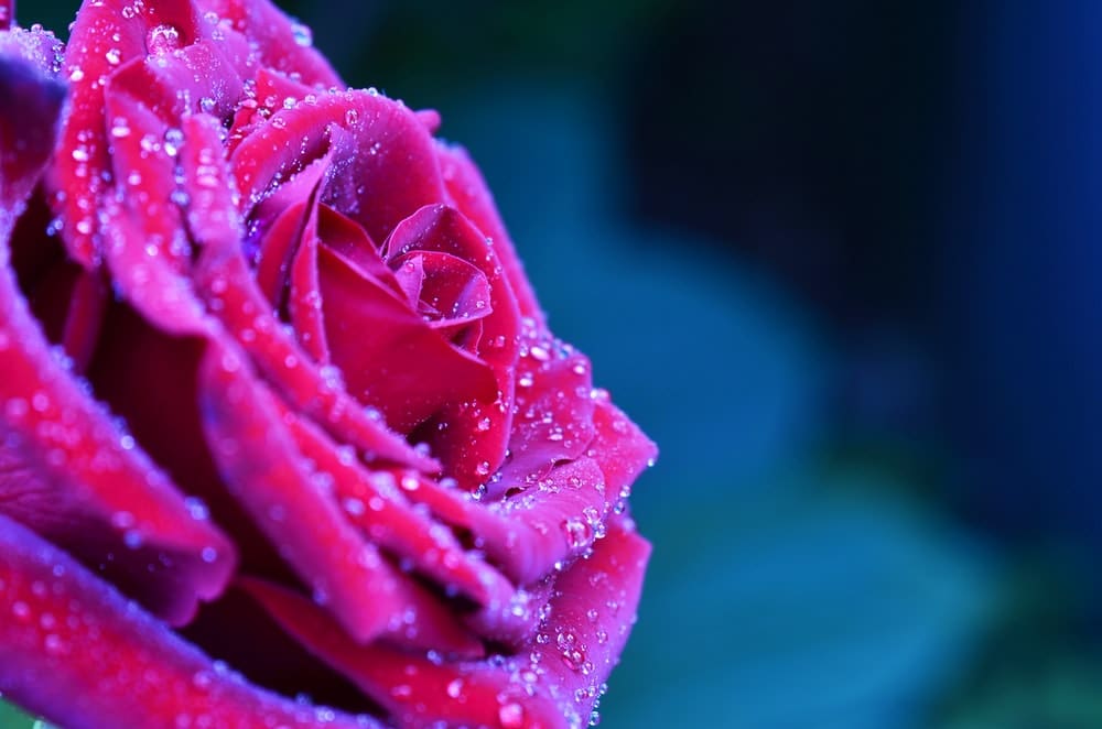 Roses éternelles sous cloche : une idée cadeau-décoration originale et authentique !
